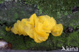 Gele trilzwam (Tremella mesenterica)