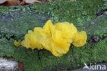 Gele trilzwam (Tremella mesenterica)