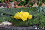 Gele trilzwam (Tremella mesenterica)