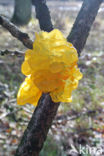 Gele trilzwam (Tremella mesenterica)