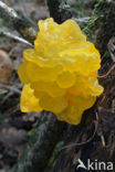 Gele trilzwam (Tremella mesenterica)