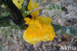 Gele trilzwam (Tremella mesenterica)