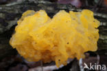 Gele trilzwam (Tremella mesenterica)