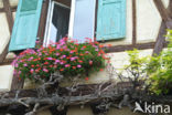 Pelargonium spec