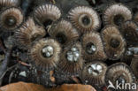 Gestreept nestzwammetje (Cyathus striatus)