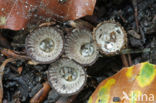 fluted Bird s Nest (Cyathus striatus)