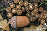 Gestreept nestzwammetje (Cyathus striatus)