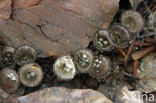 fluted Bird s Nest (Cyathus striatus)