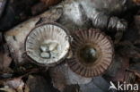 fluted Bird s Nest (Cyathus striatus)