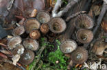 Gestreept nestzwammetje (Cyathus striatus)