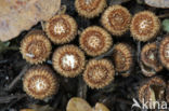 Gestreept nestzwammetje (Cyathus striatus)