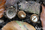 fluted Bird s Nest (Cyathus striatus)