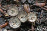 Gestreept nestzwammetje (Cyathus striatus)