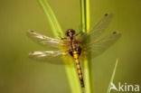 Gevlekte witsnuitlibel (Leucorrhinia pectoralis)