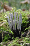 Candle Snuff Fungus (Xylaria hypoxylon)