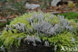 Candle Snuff Fungus (Xylaria hypoxylon)