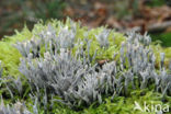 Candle Snuff Fungus (Xylaria hypoxylon)