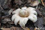 Sessile Earthstar (Geastrum fimbriatum)