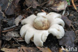 Gewimperde aardster (Geastrum fimbriatum) 