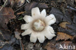 Sessile Earthstar (Geastrum fimbriatum)