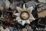 Sessile Earthstar (Geastrum fimbriatum)