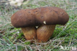 Gewone Heksenboleet (Boletus erythropus)