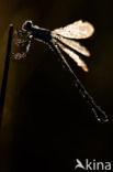 Emerald Damselfly (Lestes sponsa)