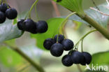 Gewone salomonszegel (Polygonatum multiflorum)