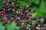 Elder (Sambucus nigra)