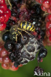 common wasp (Vespula vulgaris)