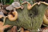 Sulphur tuft (Hypholoma fasciculare)