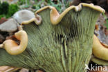 Sulphur tuft (Hypholoma fasciculare)