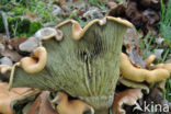 Sulphur tuft (Hypholoma fasciculare)