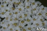 Gewoon duizendblad (Achillea millefolium)