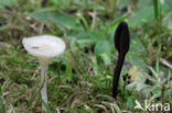 Gewoon sneeuwzwammetje (Hygrocybe virginea) 