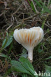 Gewoon sneeuwzwammetje (Hygrocybe virginea) 