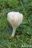 Snowy Waxcap (Hygrocybe virginea)