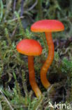 Gewoon vuurzwammetje (Hygrocybe miniata)