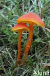 Gewoon vuurzwammetje (Hygrocybe miniata)