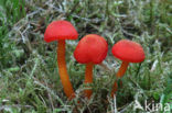 Gewoon vuurzwammetje (Hygrocybe miniata)