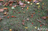 Gewoon vuurzwammetje (Hygrocybe miniata)