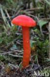 Gewoon vuurzwammetje (Hygrocybe miniata)