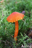 Vermilion Waxcap (Hygrocybe miniata)