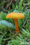 Vermilion Waxcap (Hygrocybe miniata)