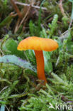 Vermilion Waxcap (Hygrocybe miniata)