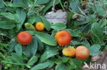 Vermilion Waxcap (Hygrocybe miniata)