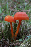 Vermilion Waxcap (Hygrocybe miniata)