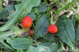 Vermilion Waxcap (Hygrocybe miniata)