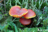 Vermilion Waxcap (Hygrocybe miniata)