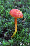 Vermilion Waxcap (Hygrocybe miniata)